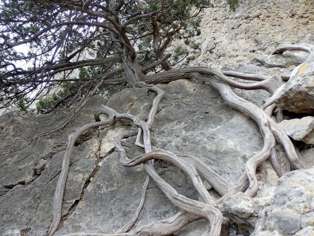 Image of Juniperus excelsa specimen.