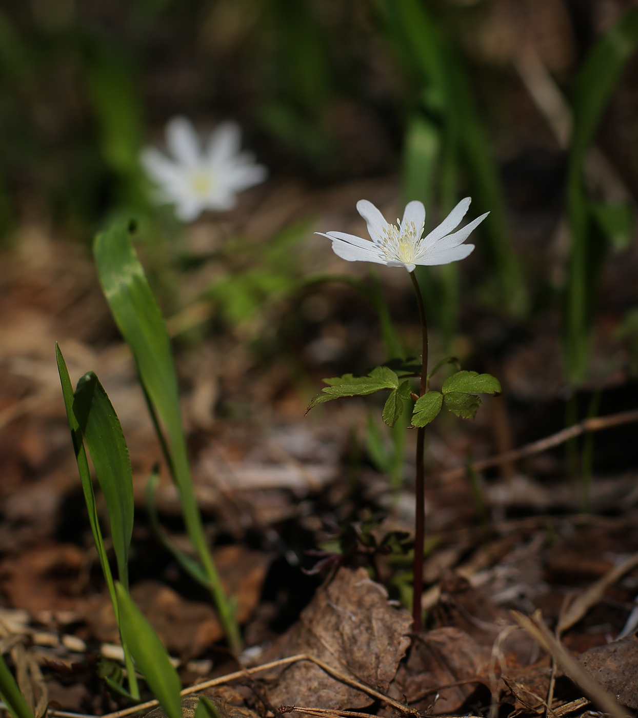 Изображение особи Anemone altaica.