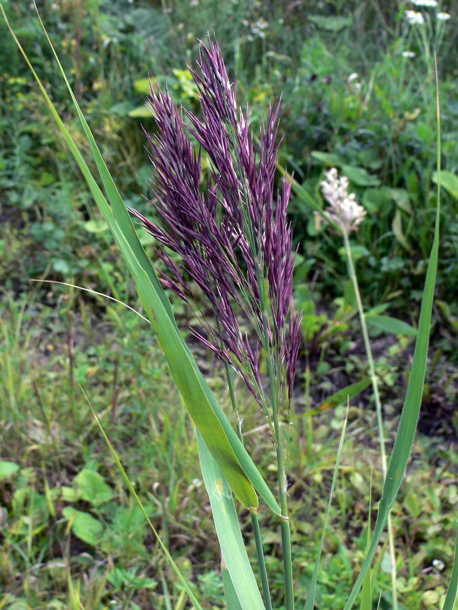 Изображение особи Phragmites australis.