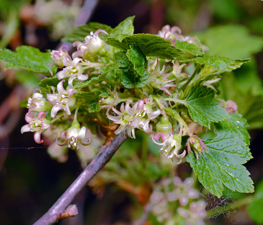 Image of Ribes nigrum specimen.