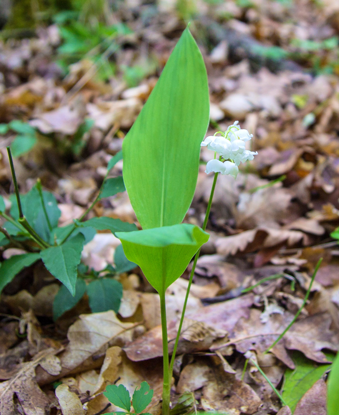 Изображение особи Convallaria majalis.