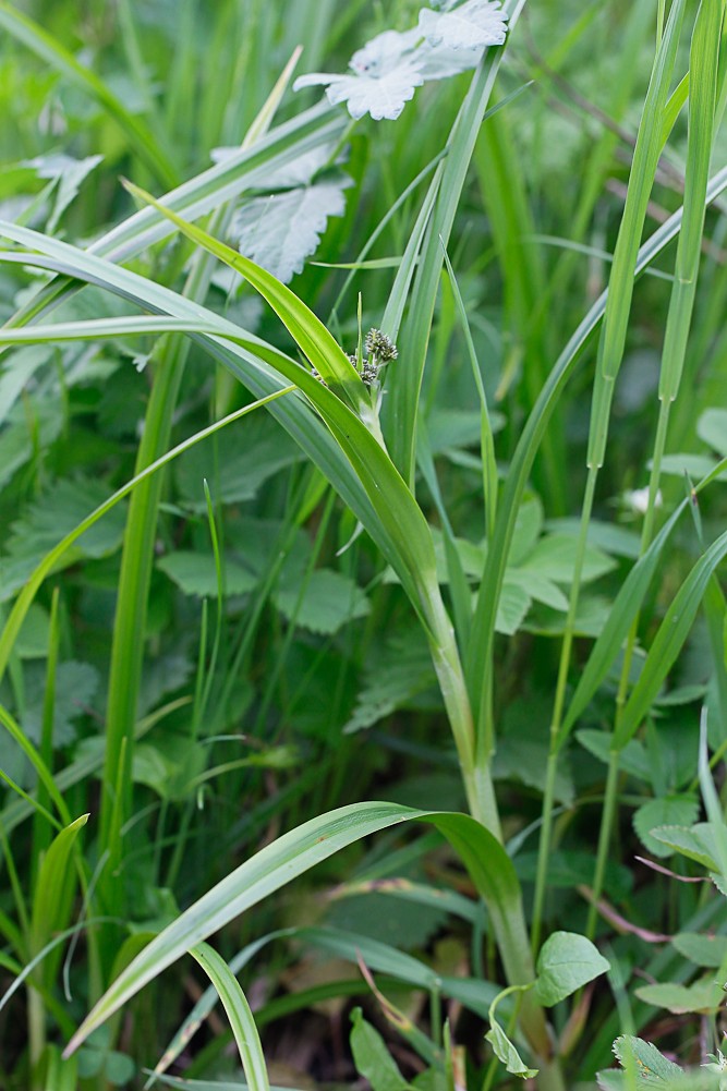 Изображение особи Scirpus sylvaticus.