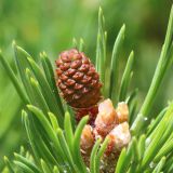 Pinus contorta