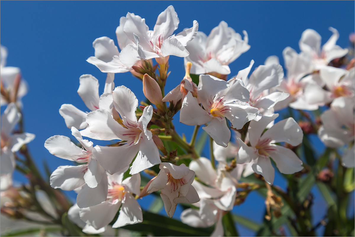 Изображение особи Nerium oleander.