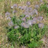 Pulsatilla pratensis