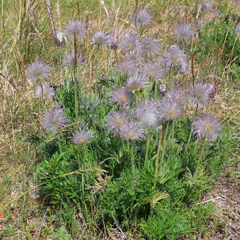 Image of Pulsatilla pratensis specimen.