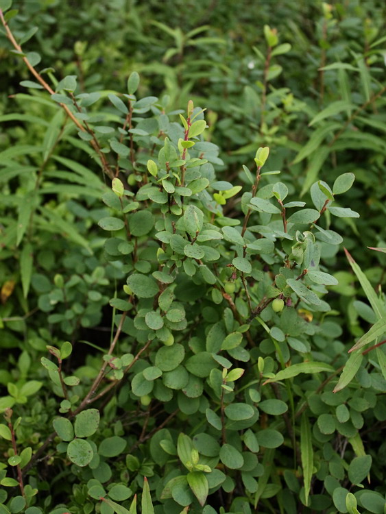 Image of Vaccinium uliginosum specimen.