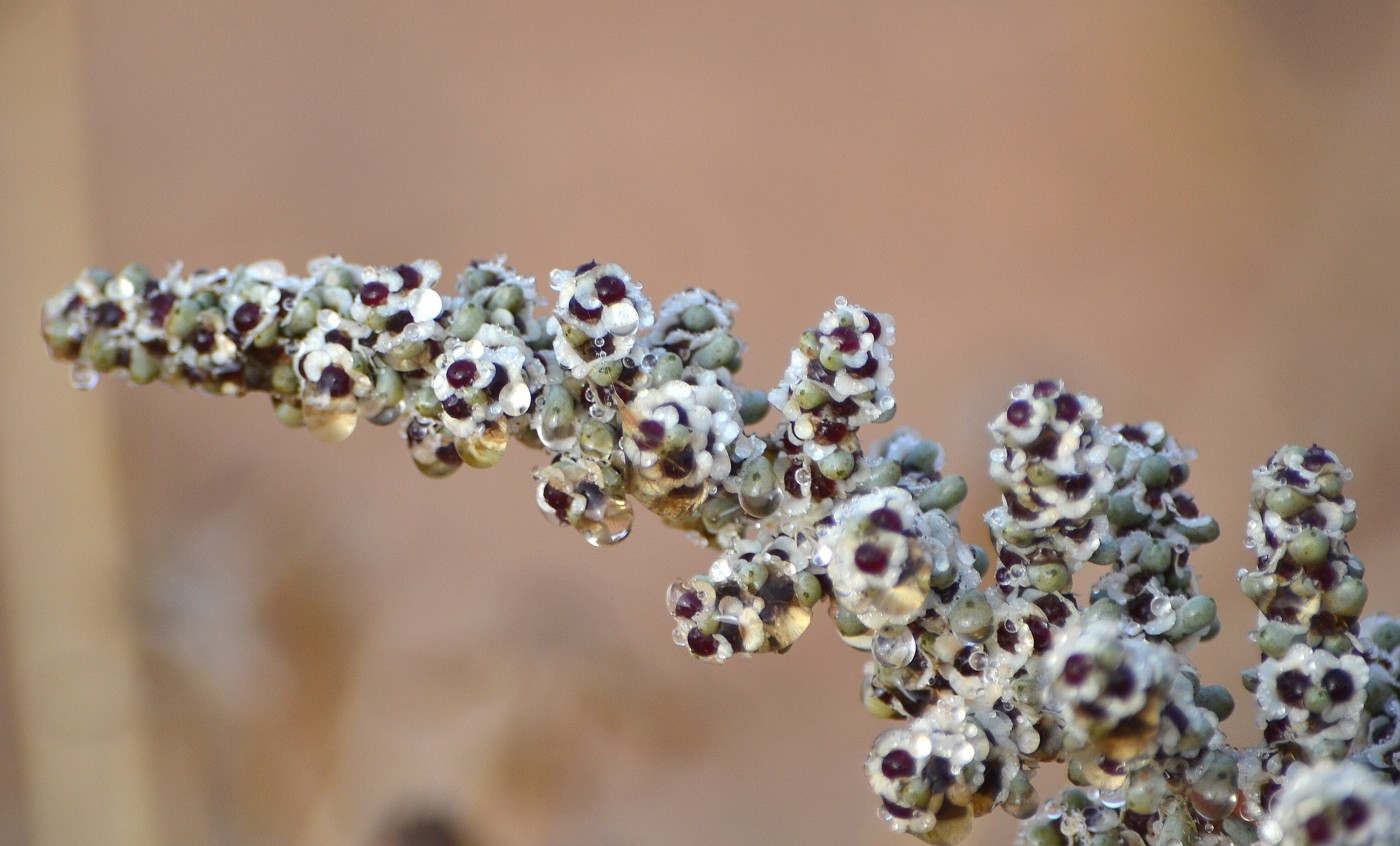 Изображение особи Salsola foliosa.