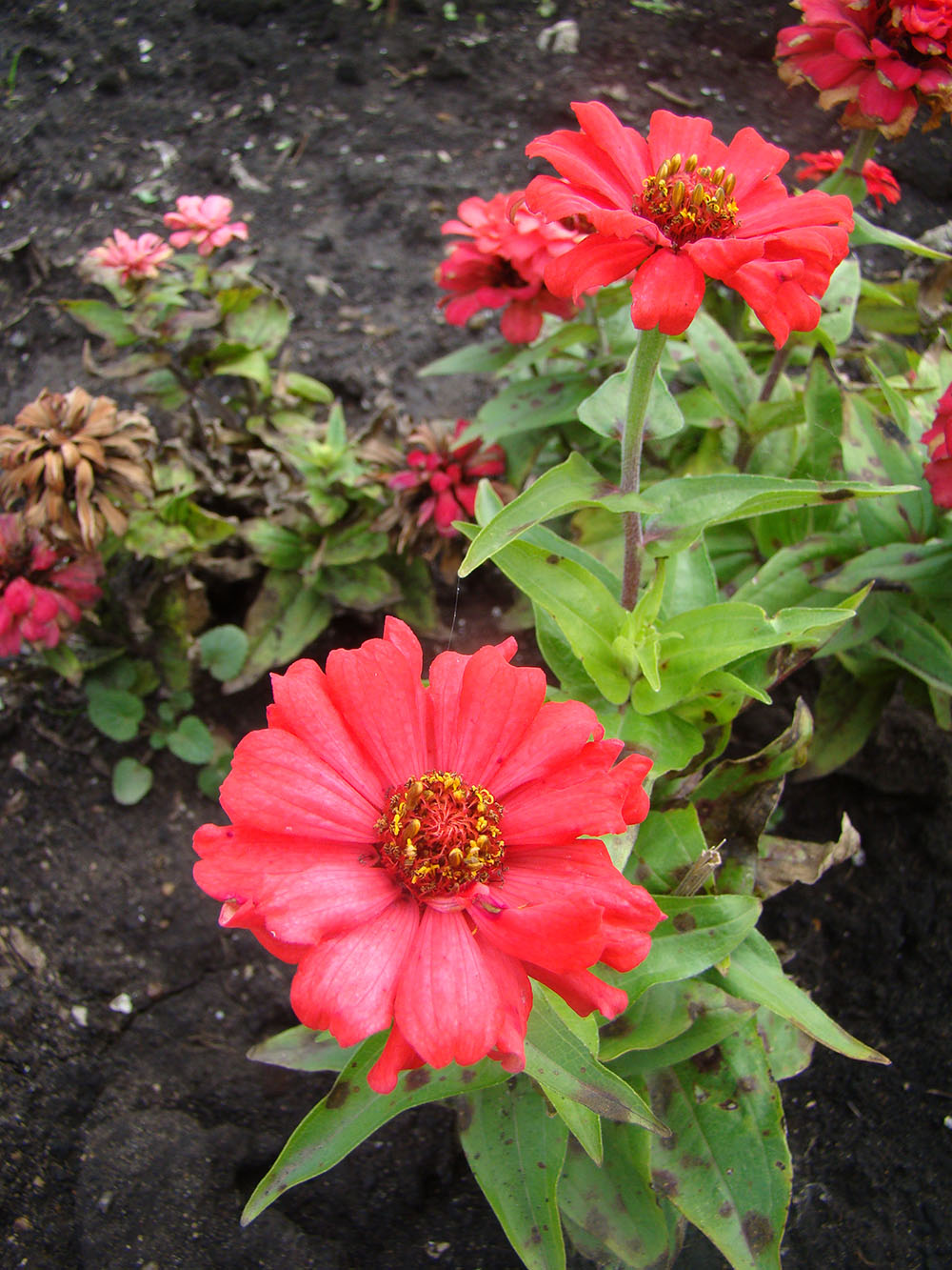 Image of Zinnia elegans specimen.