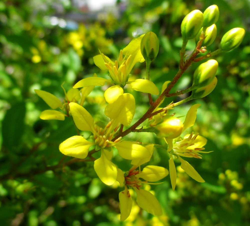 Изображение особи Galphimia gracilis.