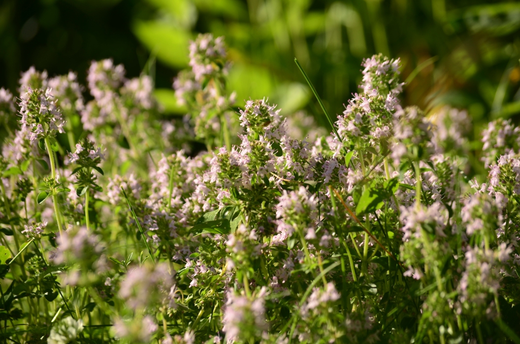 Изображение особи Thymus pulegioides.