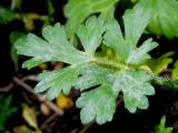Ranunculus sardous