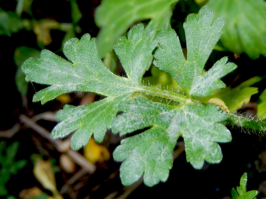 Image of Ranunculus sardous specimen.