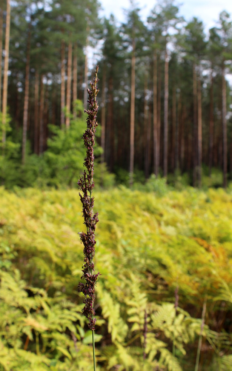 Изображение особи Molinia caerulea.