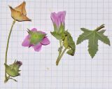 Malva punctata