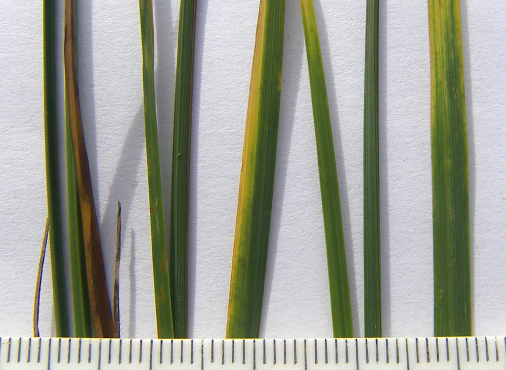 Изображение особи Carex transcaucasica.