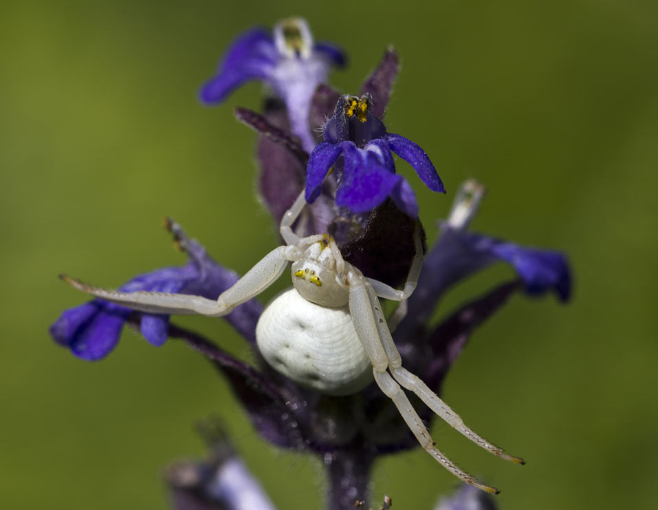 Image of Ajuga reptans specimen.