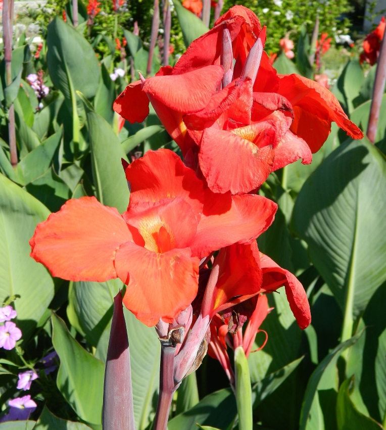 Image of Canna indica specimen.