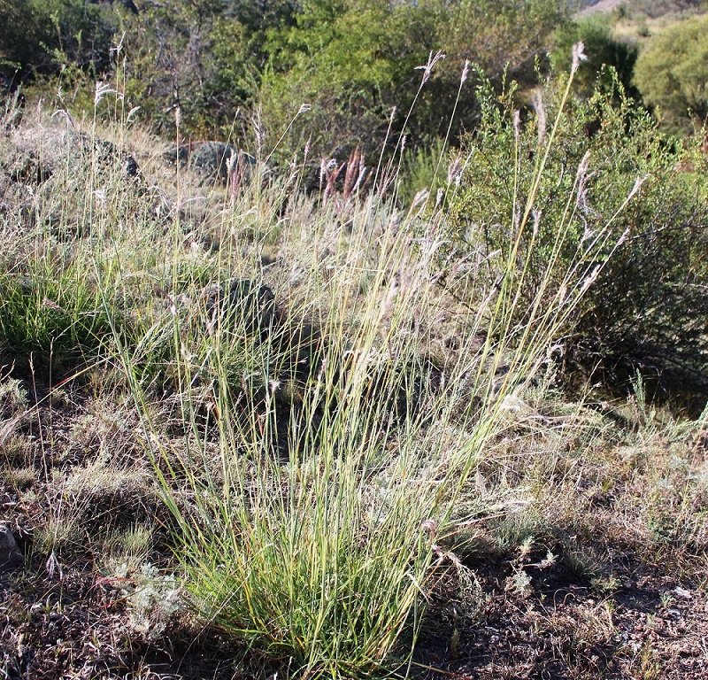 Изображение особи Bothriochloa ischaemum.