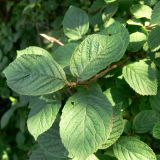 Cerasus tomentosa