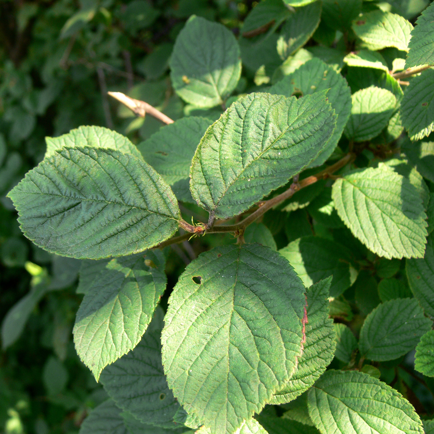 Image of Cerasus tomentosa specimen.