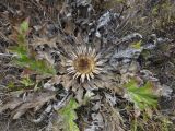 Carlina onopordifolia