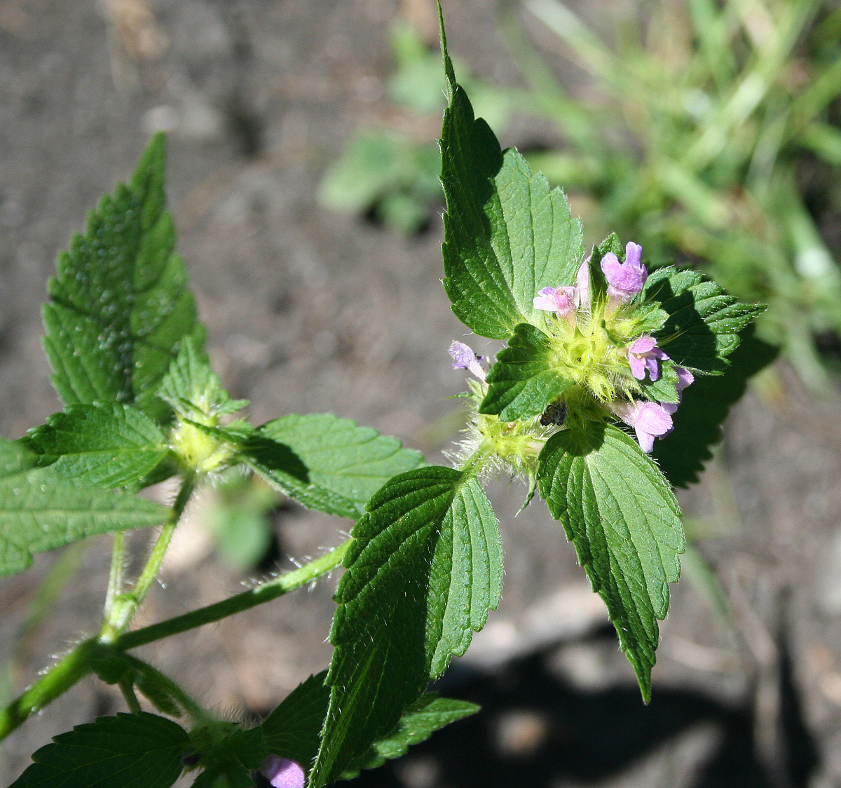 Изображение особи Galeopsis bifida.