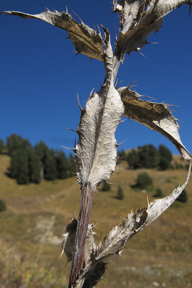 Image of Carlina intermedia specimen.