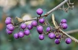 Callicarpa bodinieri. Верхушки веточек с соплодиями. Бельгия, г. Антверпен, ботанический сад (Den Botaniek). Декабрь.