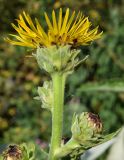 Inula racemosa