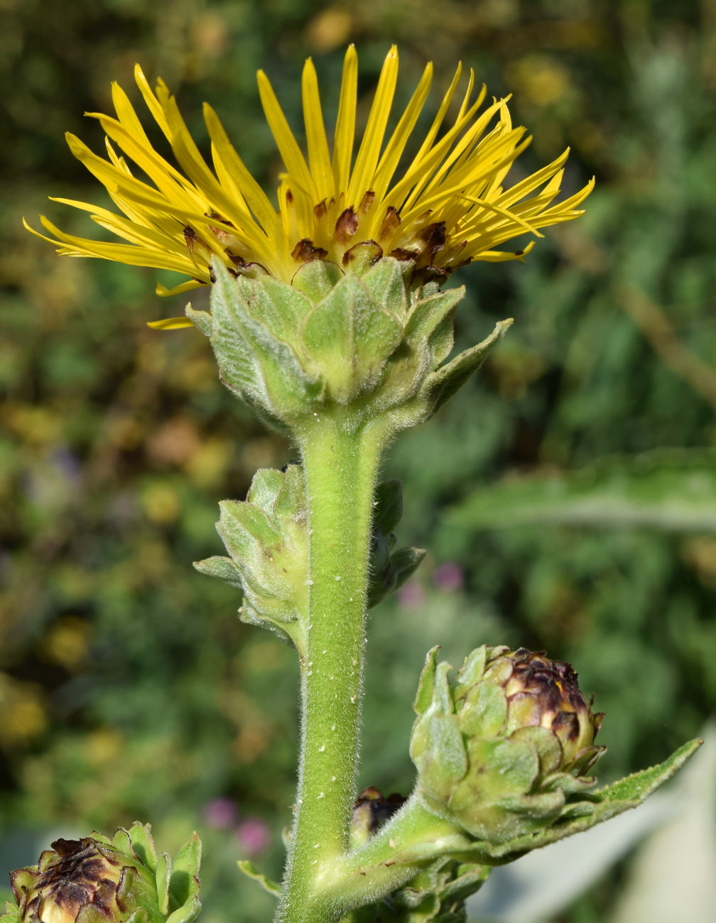 Изображение особи Inula racemosa.