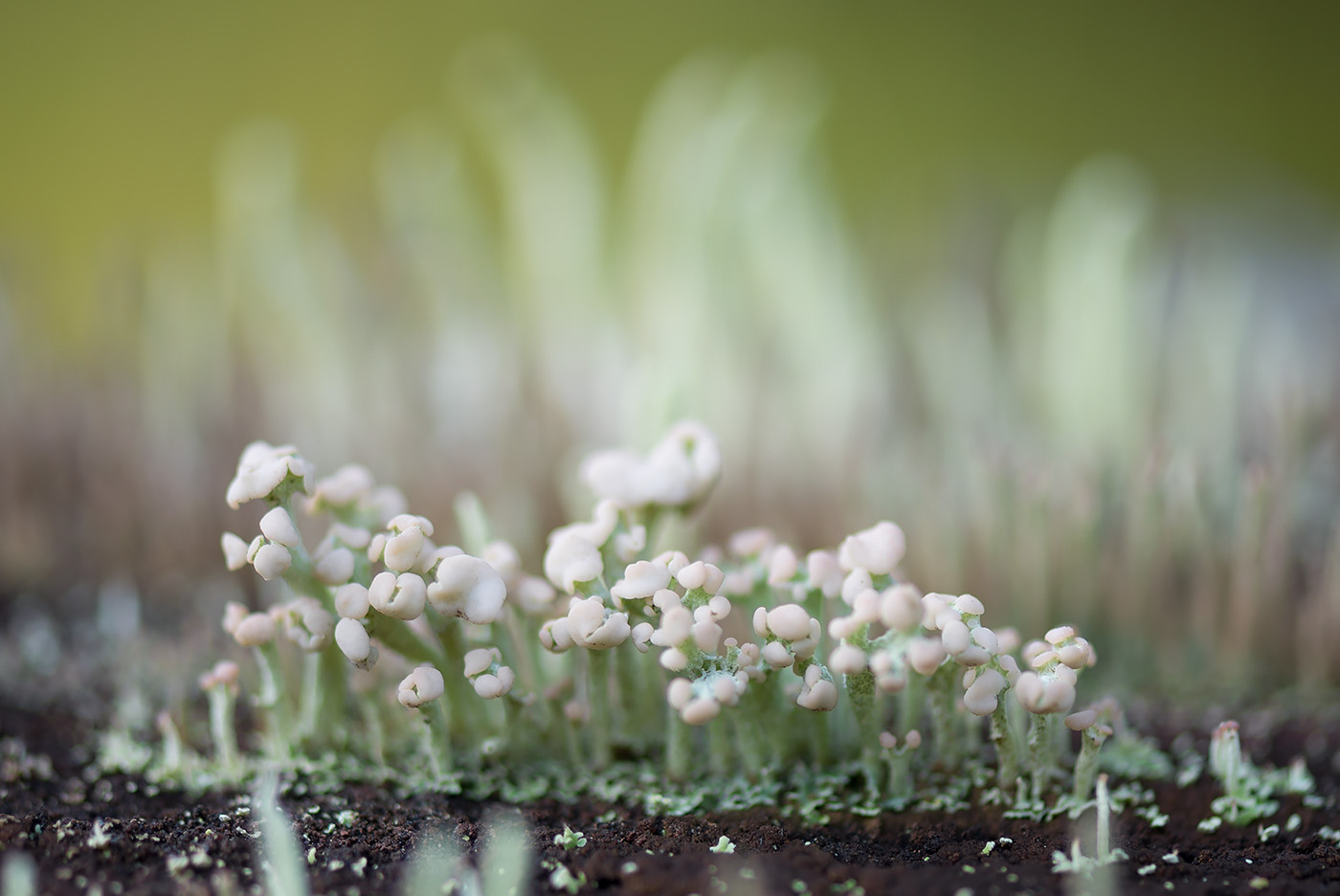 Изображение особи Cladonia botrytes.