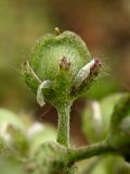 Alyssum alyssoides