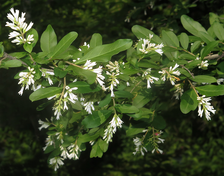 Изображение особи Ligustrum yezoense.