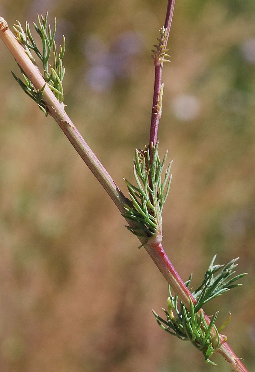 Изображение особи Tripleurospermum disciforme.