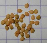 Solanum подвид schultesii