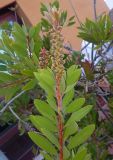 Callistemon citrinus