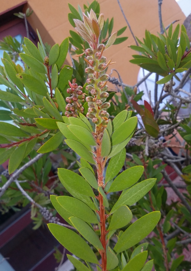 Image of Callistemon citrinus specimen.