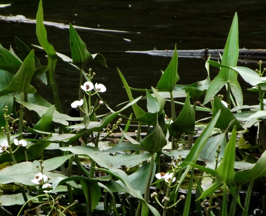 Image of Sagittaria sagittifolia specimen.