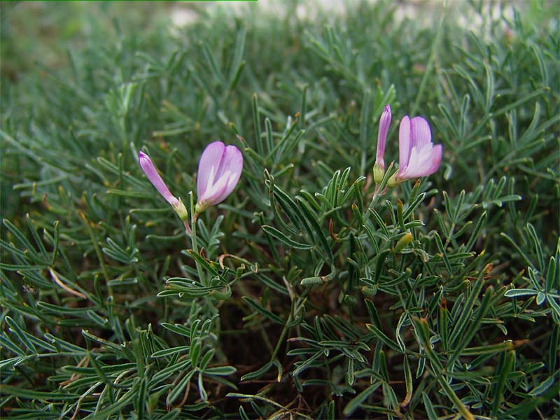 Изображение особи Onobrychis cornuta.