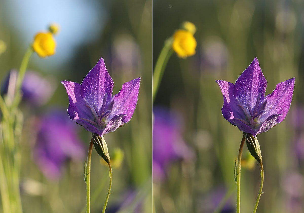 Изображение особи Campanula altaica.