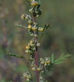 Artemisia stechmanniana