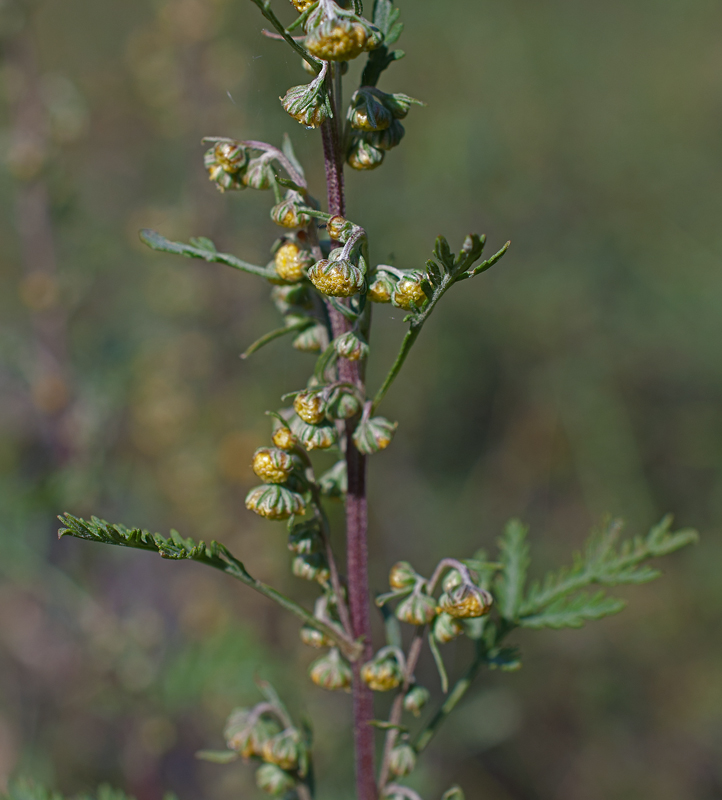 Image of Artemisia stechmanniana specimen.