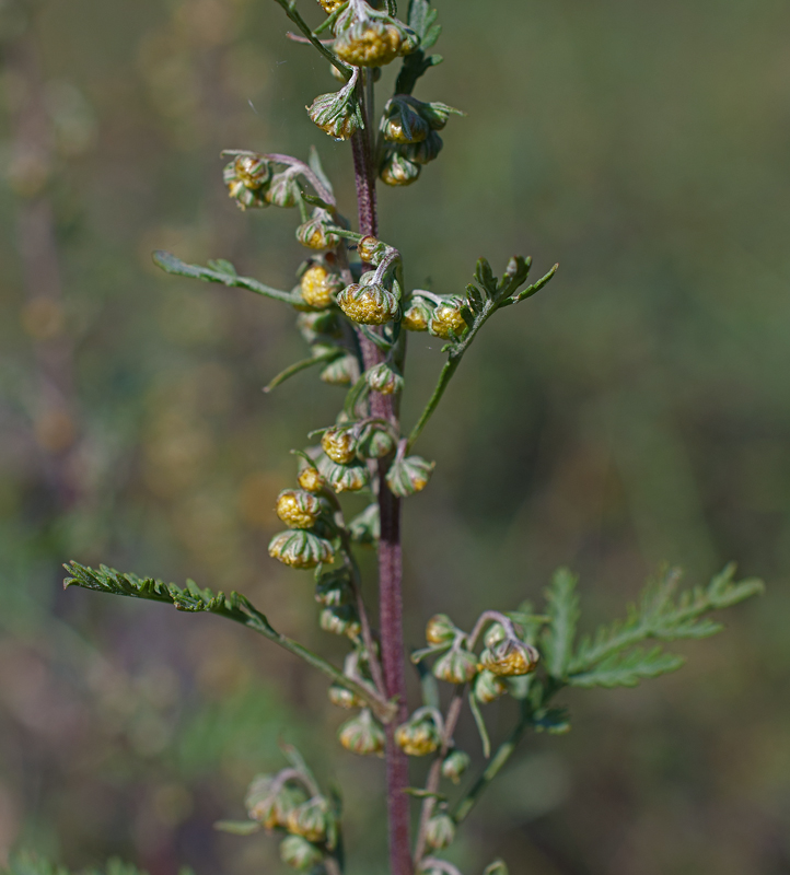 Изображение особи Artemisia stechmanniana.