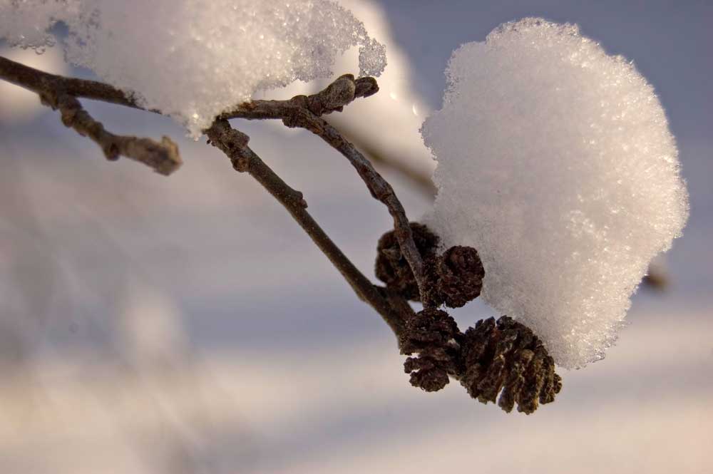 Изображение особи Alnus incana.