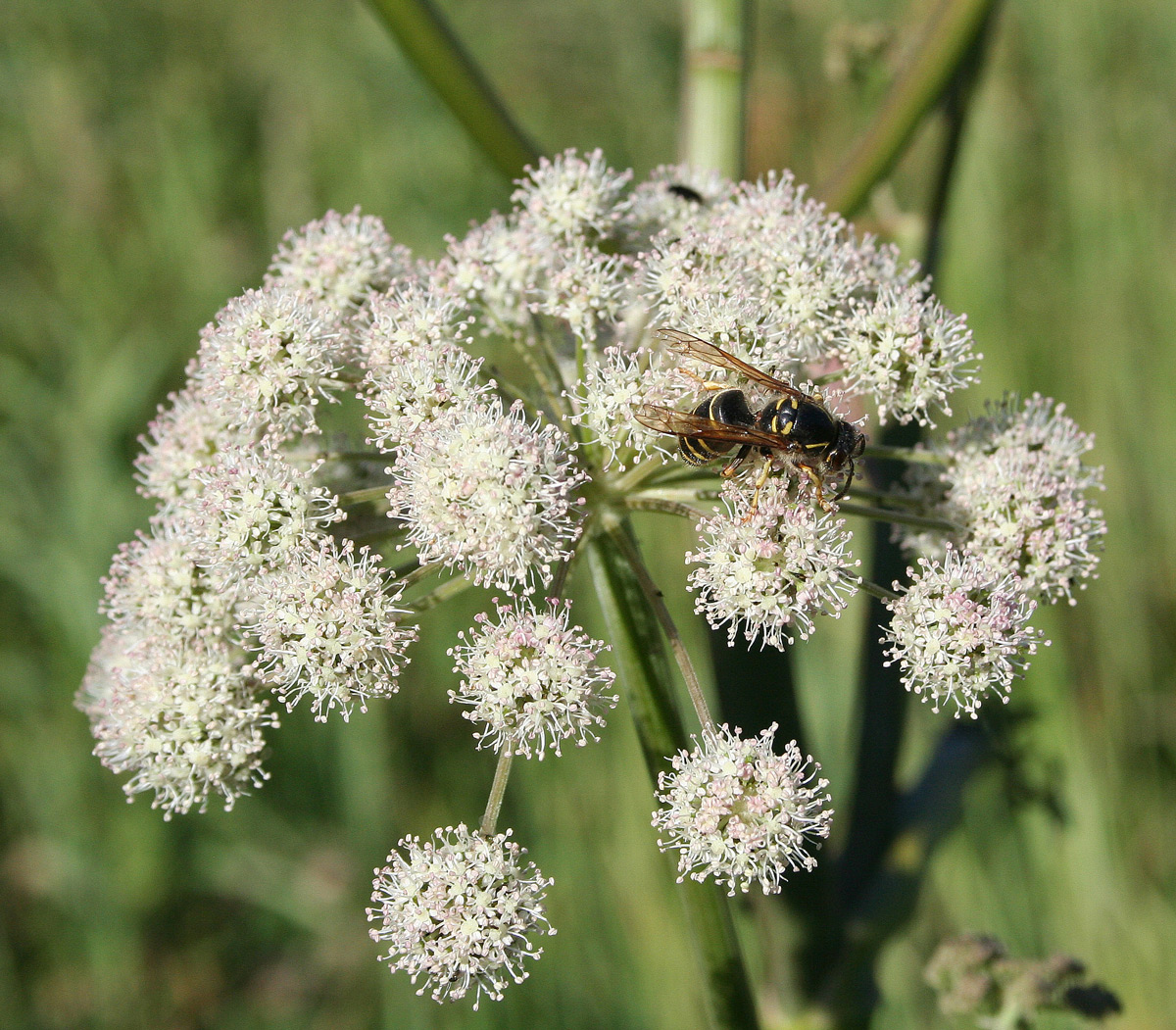 Изображение особи Angelica sylvestris.