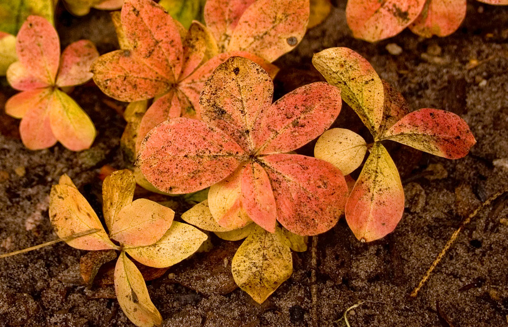 Изображение особи Trientalis europaea.