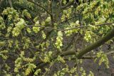 Corylopsis willmottiae. Ветви с соцветиями. ФРГ, Нижняя Саксония, Ольденбург, ботанический сад Ольденбургского университета. 7 апреля 2007 г.