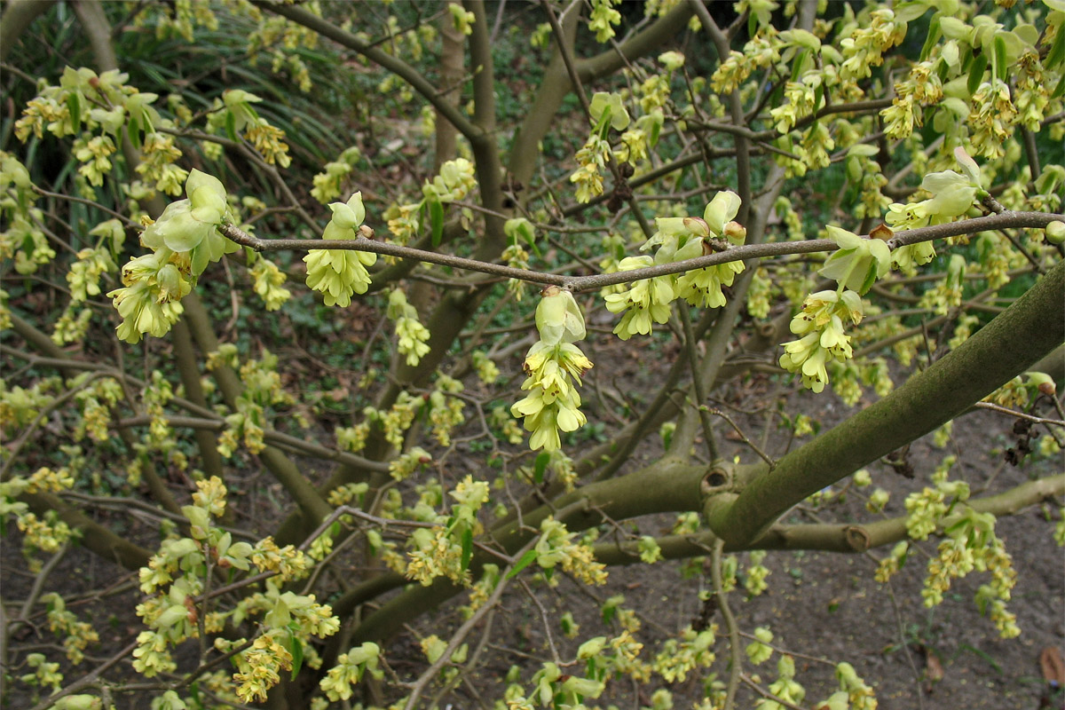 Image of Corylopsis willmottiae specimen.