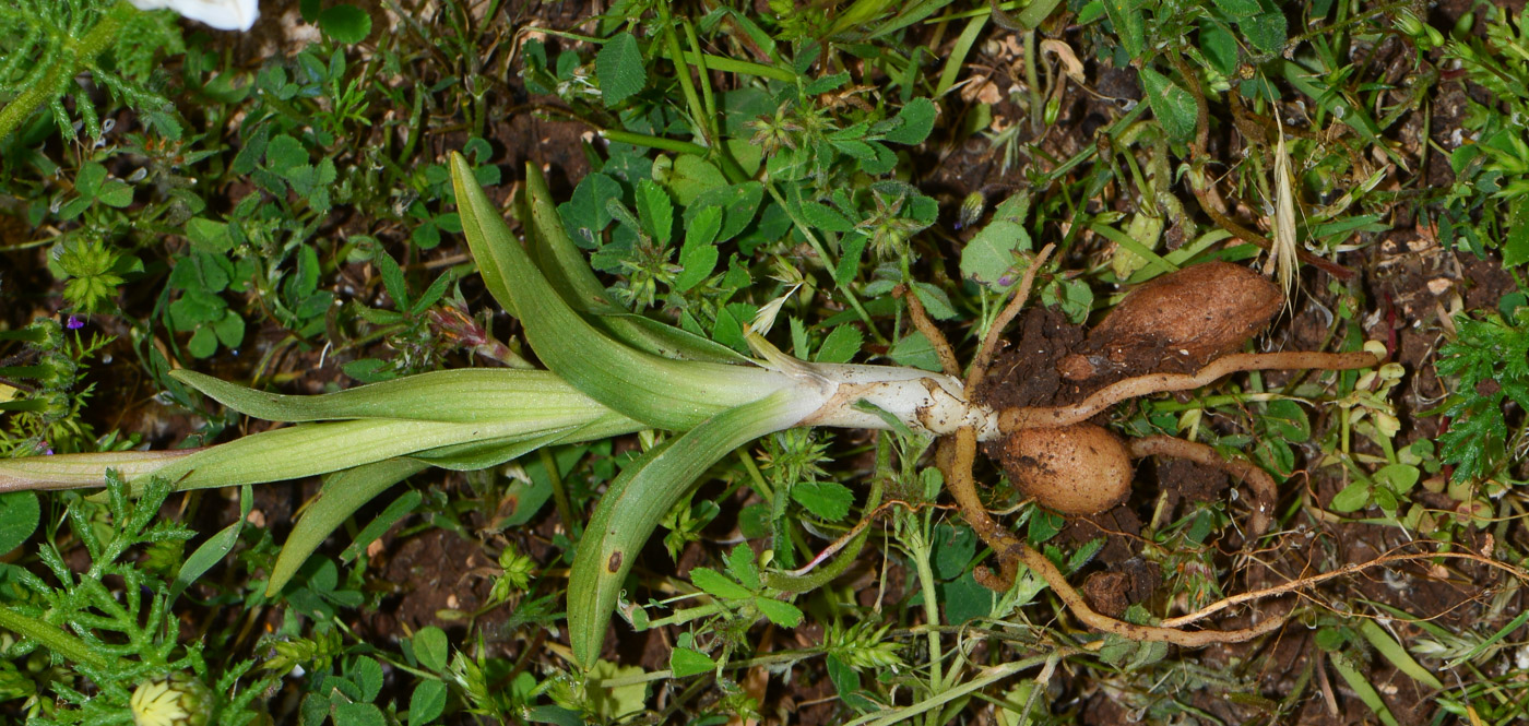 Изображение особи Anacamptis papilionacea ssp. schirwanica.